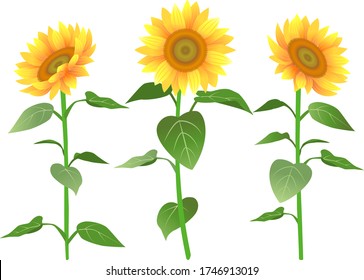 Ein Beispiel für Sonnenblumen im Sommer