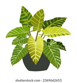 One potted plant, white background  Slender leaves are used to decorate houses and various rooms.