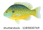 One pumpkinseed sunfish in side view with big fins and speckles, high quality illustration of North America fish, realistic freshwater fish illustration on white background