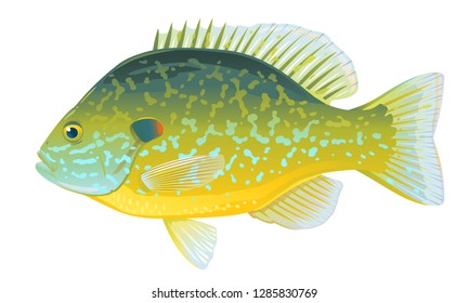 One pumpkinseed sunfish in side view with big fins and speckles, high quality illustration of North America fish, realistic freshwater fish illustration on white background