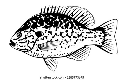 One Pumpkinseed Sunfish Side View Big Stock Vector (Royalty Free ...