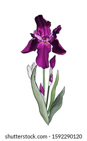 One purple hand drawn iris flower isolated on white. Vector stock illustration.