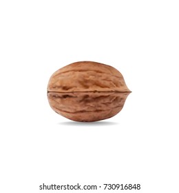 One realistic walnut isolated on white background. Vector eps10.