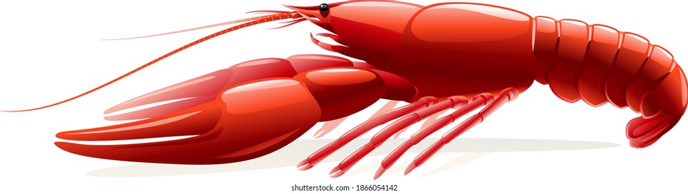 One red boiled narrow-clawed crayfish isolated illustration, realistic freshwater European crayfish on side view