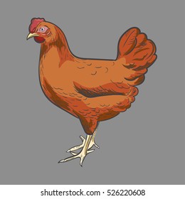 One red colored feathered chicken on grey background, sketch style hand-drawn, vector , chicken farm