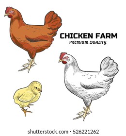 One red colored feathered hen, one white colored feathered hen, one yellow chicken, sketch style hand-drawn, vector chicken farm, three chicken on white background
