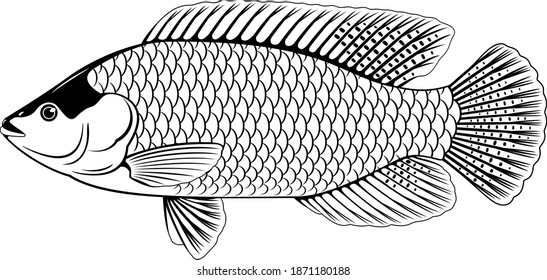 Un pez tilapia rojo en vista lateral con aletas grandes en ilustración aislada en blanco y negro, ilustración de alta calidad de pescado comercial, realistas tilapia de agua dulce rojo Mozambique para acuicultura