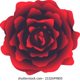 One red rose flower on top view isolated, bloody black flower symbol of sorrow