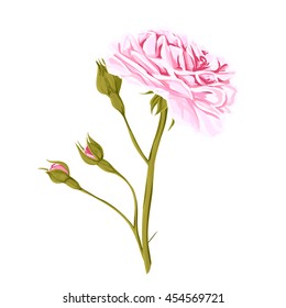 One red rose with leaves. Possibly to use as greeting card, invitation card for wedding, birthday and other holiday and summer background. Watercolor vector hand drawn rose