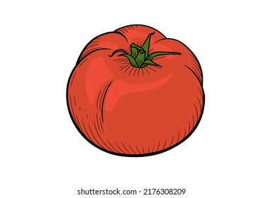 One red tomato on a white background. Vector illustration in a linear style. EPS 10. Isolated hand drawing.