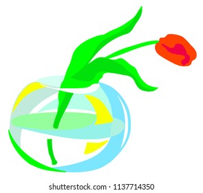 One red tulip in a big round transparent glass vase vector graphics