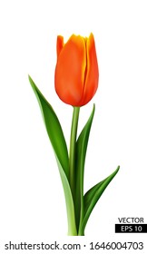 One red tulip with green leaves isolated