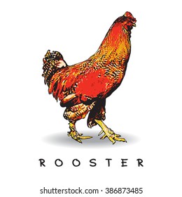 One Rooster. Color vector illustration.