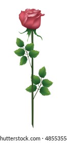 One rose is isolated on the white. Vector illustration.