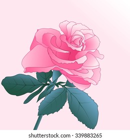 one rose on a pink background