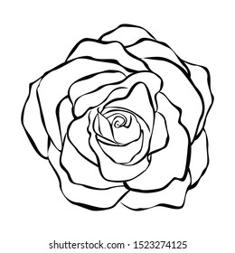 One rose out of lines isolated on white background. Vector illustration for your design.