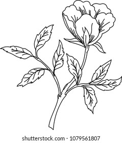one rose outline