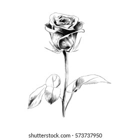 One Rose Sketch