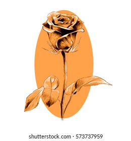one rose sketch on the background of an orange circle