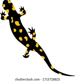 One Salamander is black with yellow spots on a white background.