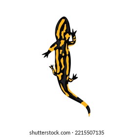 One Salamander is black with yellow spots on a white background.