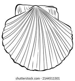 One scallop shell top view. Vector hand drawn line art illustration isolated on white. Element for design seafood shop or menu, decor, label. Suitable for coloring book page. Close up illustration