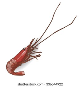 one shrimp isolated white background