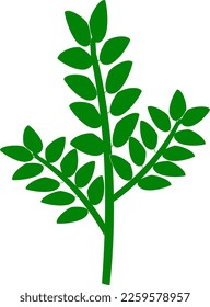 Una rama verde simple de Ruscus