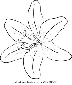 simple drawings of lilies