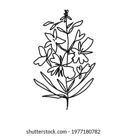 One simple vector сhamaenerion with a black line.Botanical hand drawn illustration on isolated background.Vintage doodle style picture.Design for packaging,social media,invitation,greeting card.