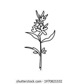 One simple vector flower with a black line.Botanical hand drawn illustration on isolated background.Vintage doodle style picture.Design for packaging, poster,social media,invitation,greeting card.