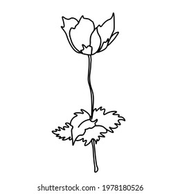 One simple vector poppy with a black line.Botanical hand drawn illustration on isolated background.Vintage doodle style picture.Design for packaging,social media,invitation,greeting card.
