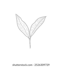 Eine einzige Linie Zeichnung gesunde Bio-Teeblätter für Plantage Logo Identität. Frische zarte Knospe Tee Shooting Konzept für Teeblatt-Ikone. Moderne durchgehende Linie zeichnen Design grafische Vektorgrafik