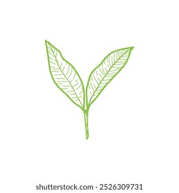 Una sola línea dibujando hojas de té orgánico saludable para la identidad del logotipo de la plantación. Tierno brote fresco del concepto de brote de té para el icono de la hoja de té. Ilustración vectorial gráfica de diseño de dibujo de línea continua moderna