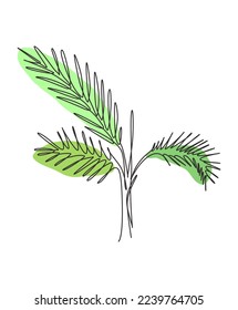 Ilustración vectorial de hoja areca de una sola línea de dibujo de palma faux areca. Hojas tropicales estilo minimalista, concepto de patrón floral para afiches, decoración de pared impresa. Diseño de dibujo gráfico de línea continua moderno
