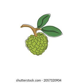 Un dibujo de una sola línea de azúcar de frutas orgánicas enteras para la identidad del logotipo de huerto. Nuevo concepto de herencia tropical para ícono de jardín de frutas. Ilustración de diseño de traza continua moderna