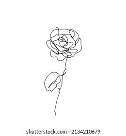 Eine einzelne Rosenblütenzeichnung. Blütenkunst
