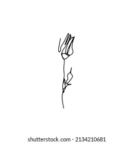One single line rose flower drawing. Black ink line floral art