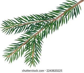 One small green spruce twig for decoration isolated illustration, wild green realistic spruce twig, fresh broken branch of a coniferous tree