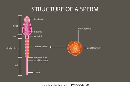 One sperm is human semen. In the white back