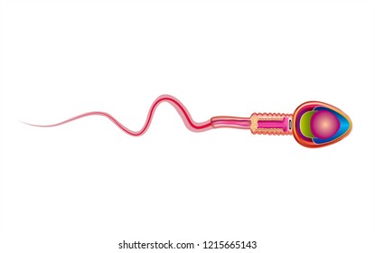 One sperm is human semen. In the white back