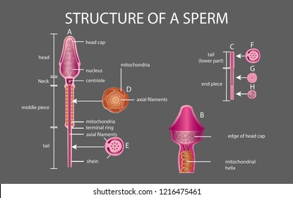 One sperm is human semen. In the white back