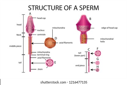 One sperm is human semen. In the white back