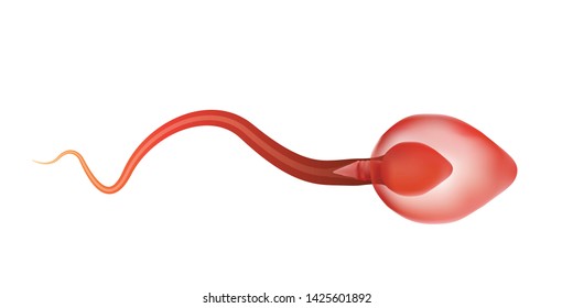One sperm is human semen. In the white background