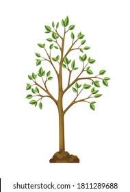 One of the stages tree growth. Tree growth with green leaf and branches, nature plant