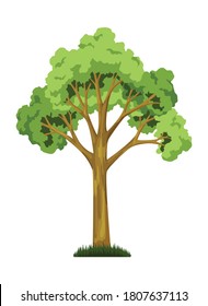 Eine der Stufen Baumwachstum. Grosses Baumwachstum mit grünem Laub und Ästen, Naturpflanze