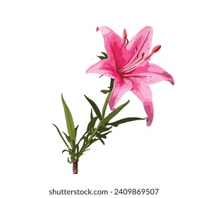 One stick of pink stargazer flower