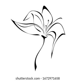 one stylized blooming flower on a short stalk without leaves in black lines on a white background