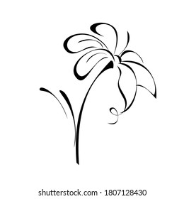 one stylized blooming flower on a short stalk without leaves in black lines on a white background