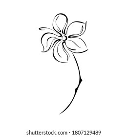 one stylized blooming flower on a short stalk without leaves in black lines on a white background